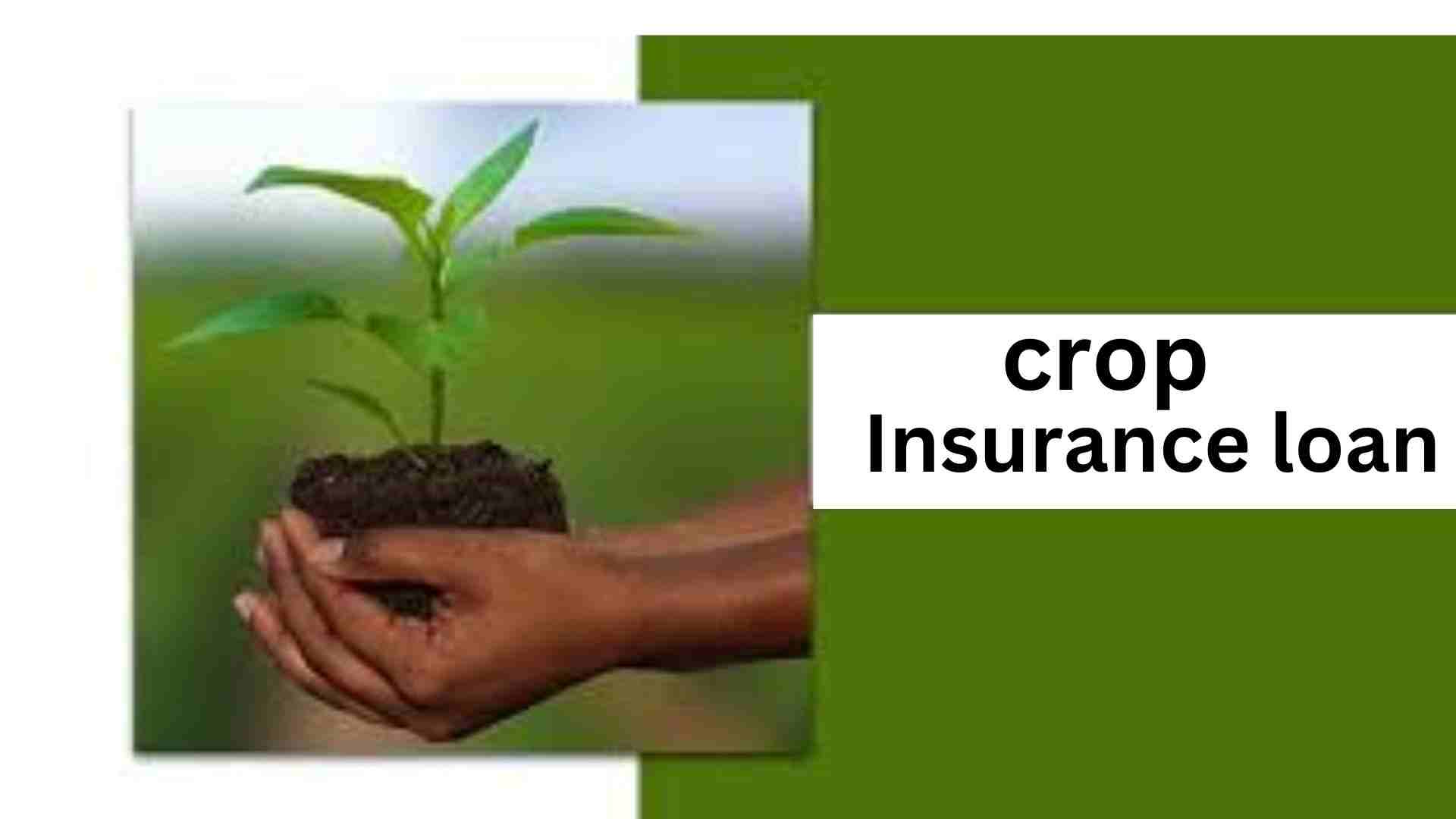 Crop Insurance loan
